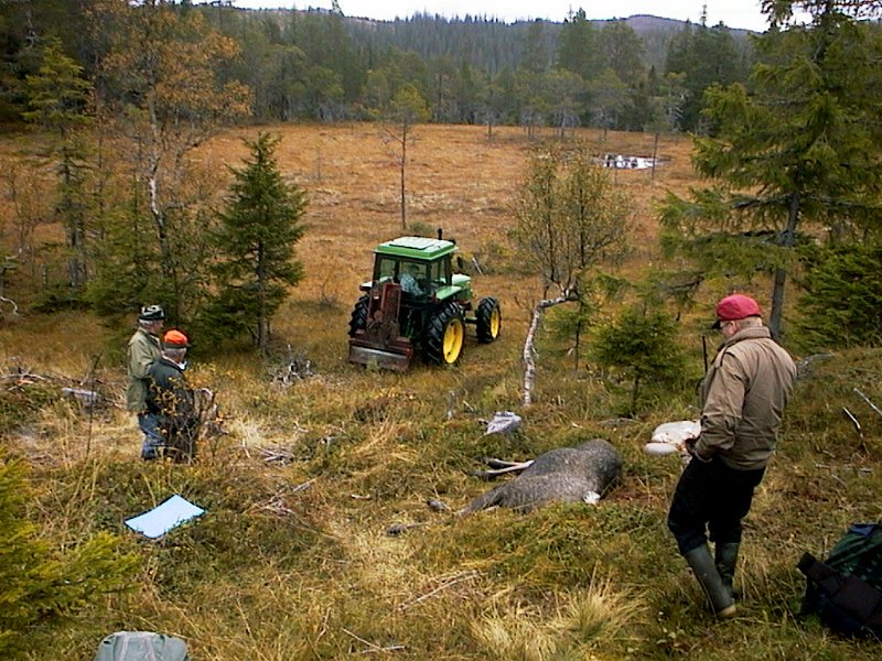 1999 ku ved Linerlemyra_3.jpg - Per Hammer ble hyret som elgfrakter